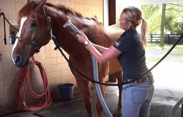 The Future of Horse Racing: Trends and Innovations